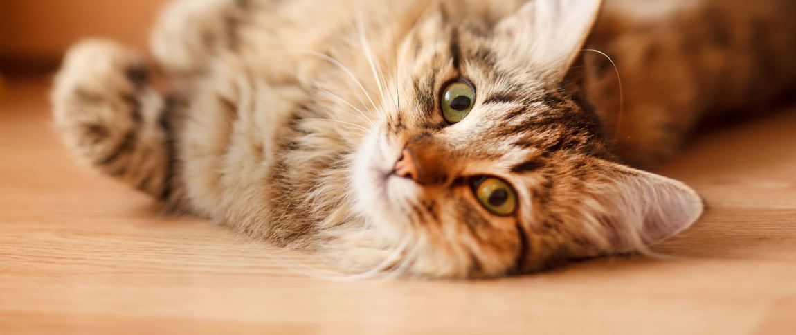 Consejos gatunos para la visita al veterinario